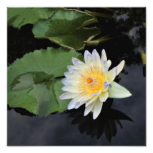 Lily de água de 12" x 12"
