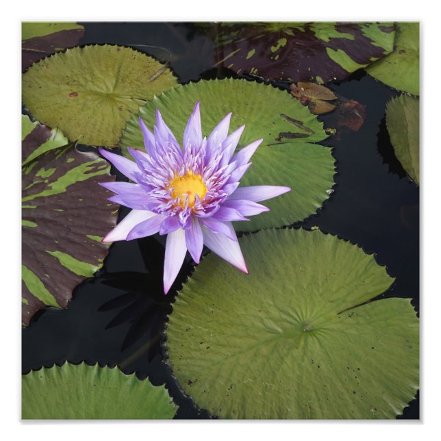 Foto Lily de água de 12" x 12" (Frente)