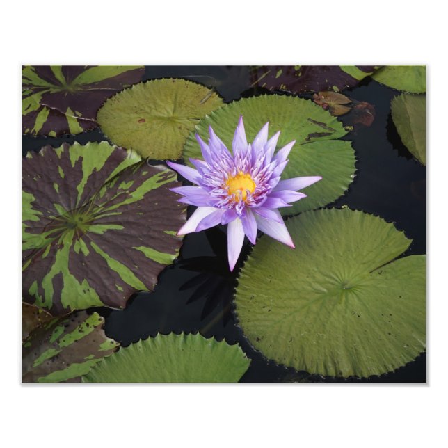 Foto Lily de água de 14" x 11" (Frente)