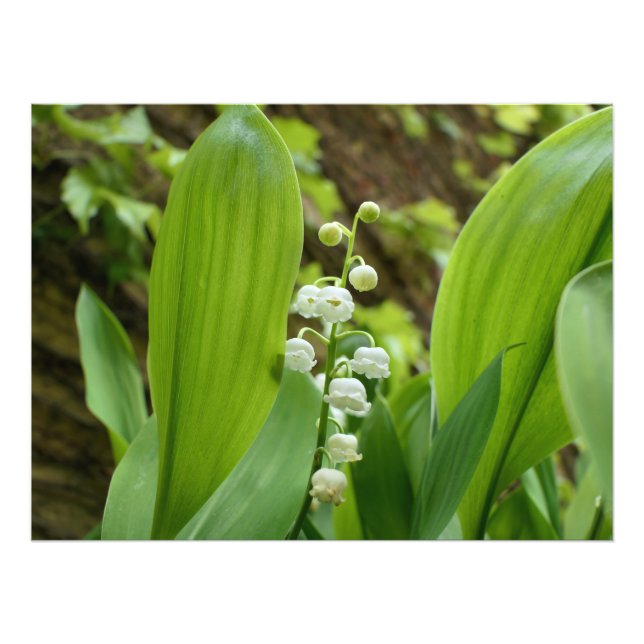 Foto Lily do Vale (Frente)