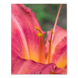 Foto Lily Macro Rosa