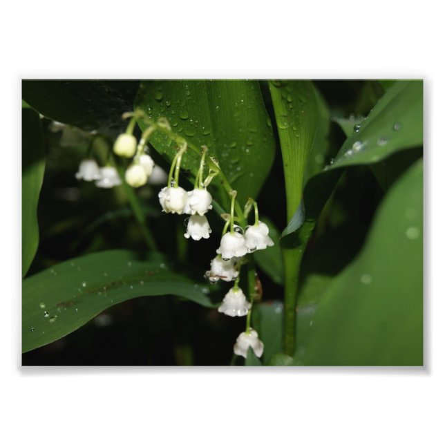 Foto Lily of the Valley 5x7 Photographics Impressão (Frente)