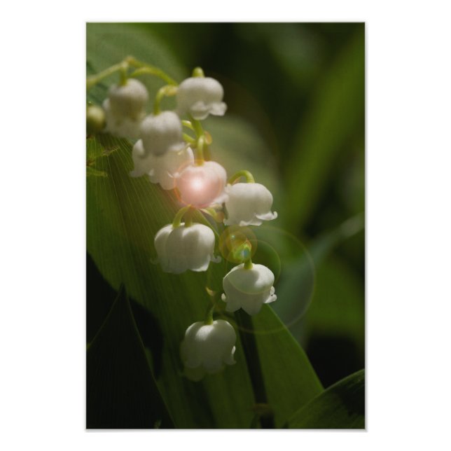 Foto Lily Of the Valley Floral (Frente)