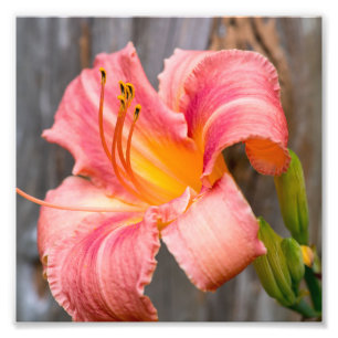 Foto Lily rosa Flower Close (Fechar)