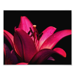 Foto Lily Vermelha Fechar 8x10