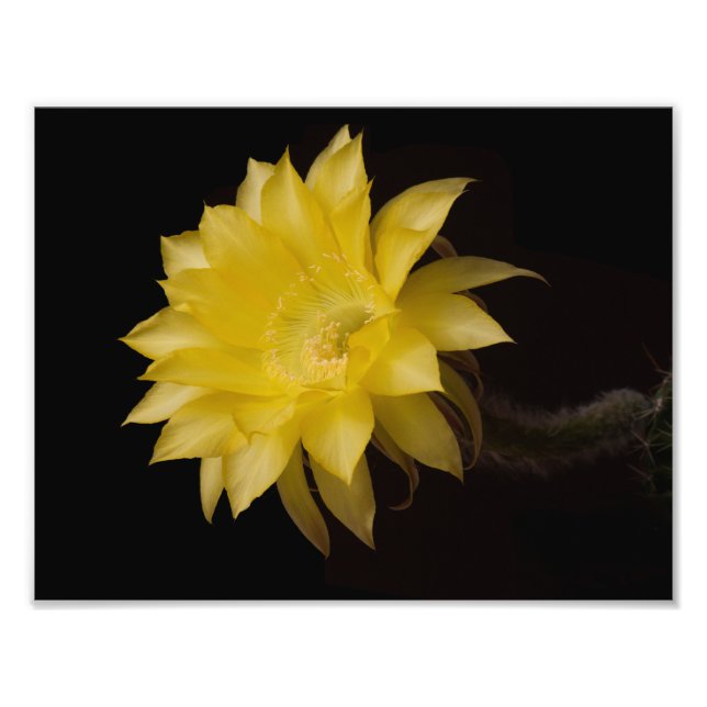 Foto Limon Pie Cactus Flower Delight (Frente)