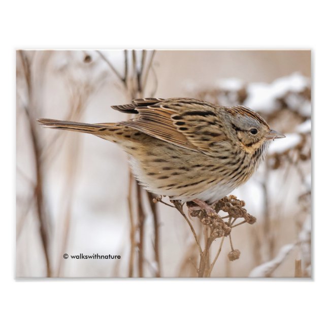 Foto Lincoln's Sparrow em Tansy (Frente)