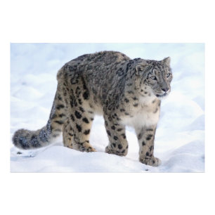 Foto Linda leopardo de neve