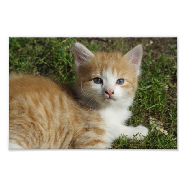 Foto Linda Orange Tabby Kitten (Frente)
