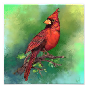 Foto Linda pintura de pássaro vermelho Norte