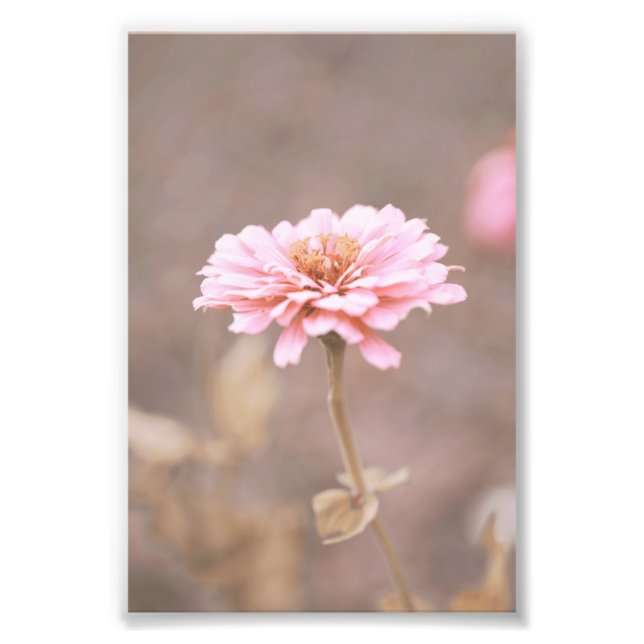 Foto Linda Rosa claro Flor Floral (Frente)