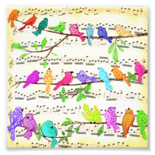 Foto Linda Sinfonia de Aves Musicais Coloridas - Canção