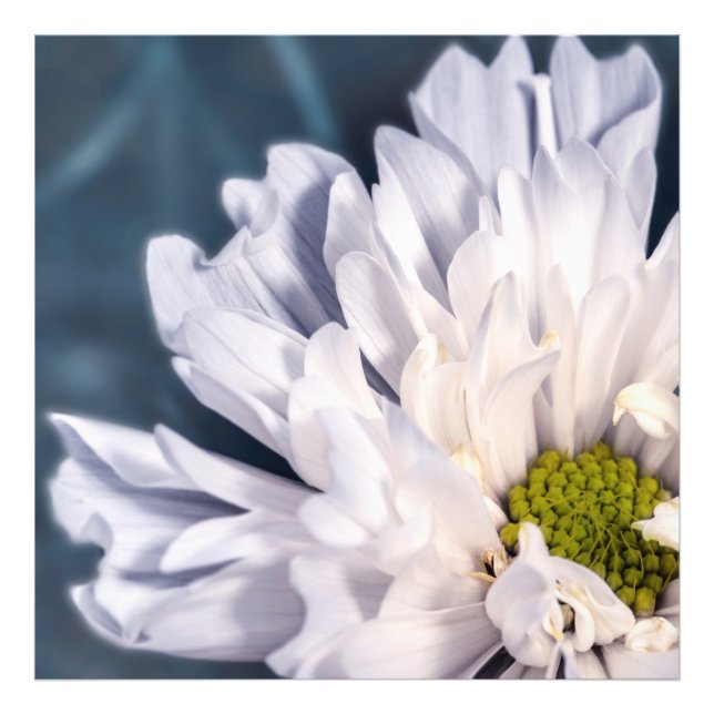 Foto Lindas flores brancas (Frente)