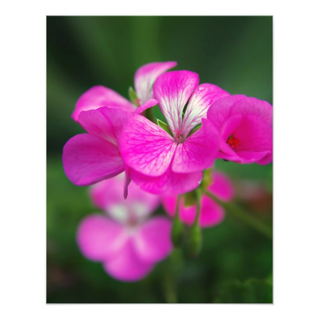 Foto Lindas flores de primavera (Frente)