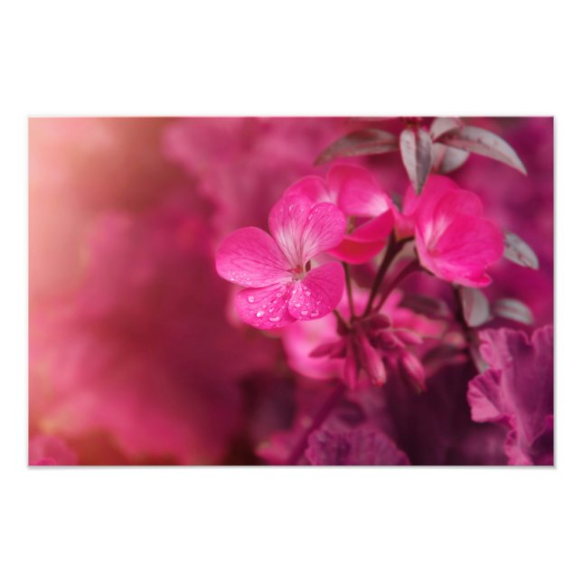 Foto Lindas flores de primavera (Frente)