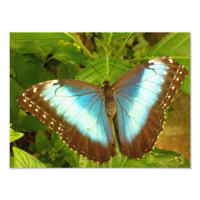 Foto Lindo Cartaz de Borboleta Azul e Preta (Frente)