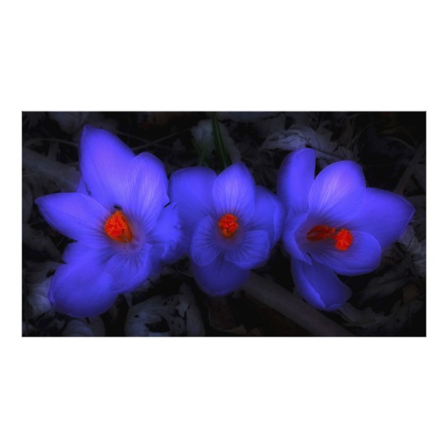 Foto Lindos Blooms de Crocus Roxo (Frente)