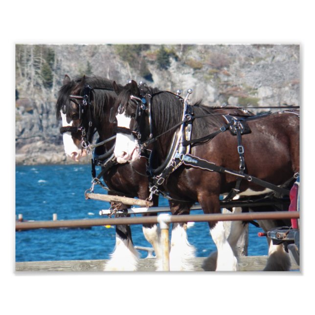 Foto Lindos Cavalos Belgas de Arreio Trabalhando (Frente)