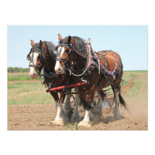Foto Lindos cavalos de clydesdale