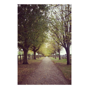 Foto Linha de árvores da floresta