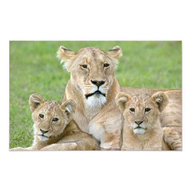 Foto Lioness e Dois Cubs, África Oriental, Tanzânia, (Frente)