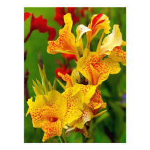 Foto Lírio de Canna
