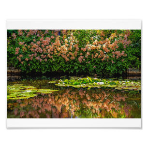 Foto Lírios de água de Monet