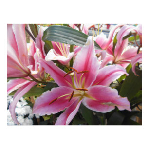 Foto Lírios de tigre cor-de-rosa