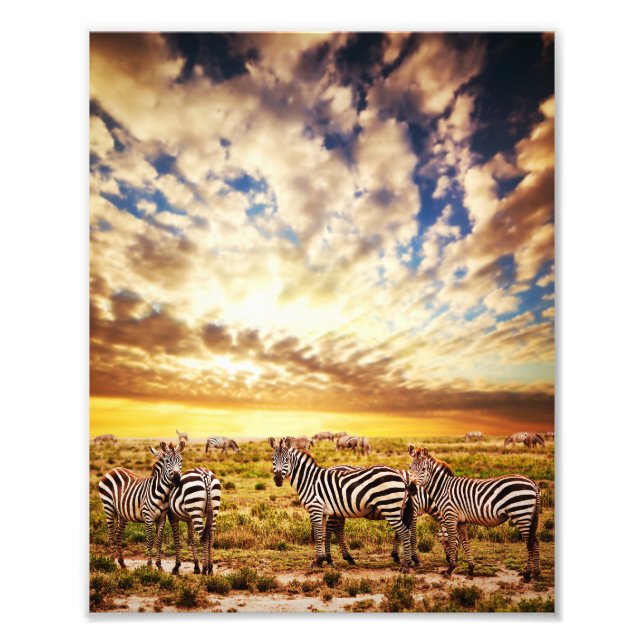 Foto Listras do Sol: Zebras Graze na África (Frente)