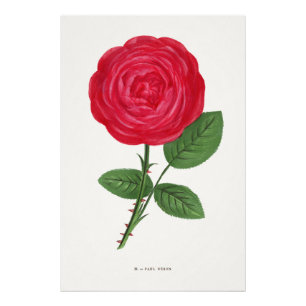 Foto Litografia de Rosa Antiga, François-Frédéric Grobo