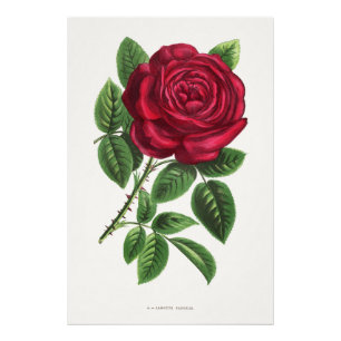 Foto Litografia de Rosa Antiga, François-Frédéric Grobo