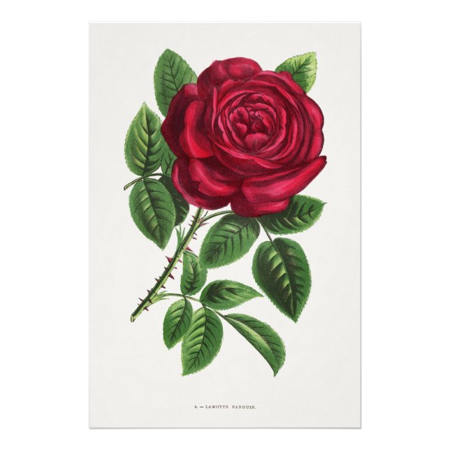 Foto Litografia de Rosa Antiga, François-Frédéric Grobo (Frente)