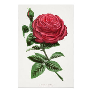 Foto Litografia de Rosa Antiga, François-Frédéric Grobo