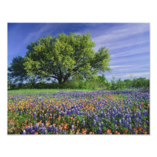 Foto Live Oak & Texas Paintbrush e Texas