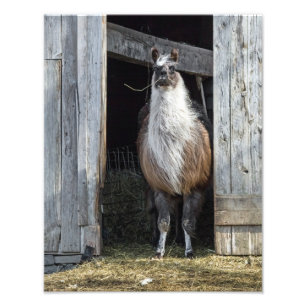 Foto Llama, Saudação