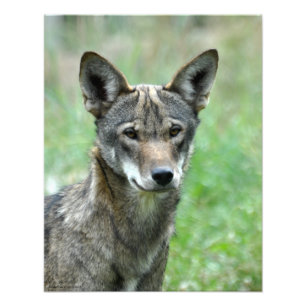 Foto lobo 16X20 vermelho imaturo
