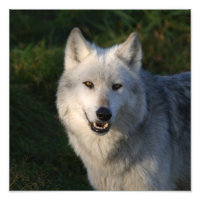 Lobo Cinzento Canadense Lobo Cinzento Canadense