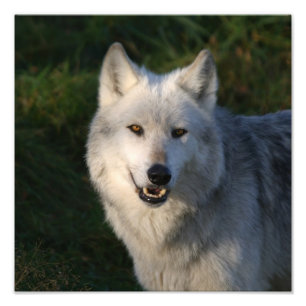 Foto Lobo Cinzento Canadense Lobo Cinzento Canadense