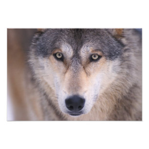 Foto lobo cinzento, Canis lupus, close-up dos olhos