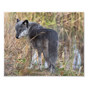 Foto Lobo da Madeira em Pé de Água