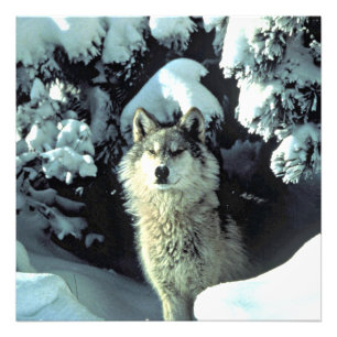 Foto Lobo em Silenciosa Floresta de Inverno