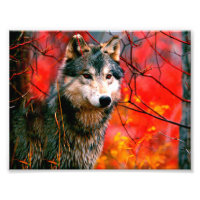 Lobo espiando folhas em uma floresta