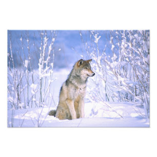 Foto Lobo-Madeira sentado na neve, Canis lupus,