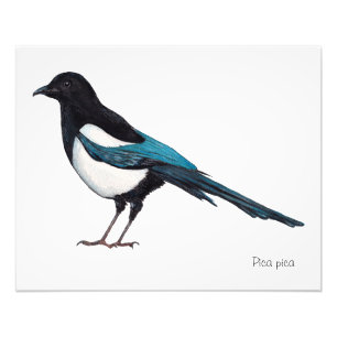 Foto Lone Magpie