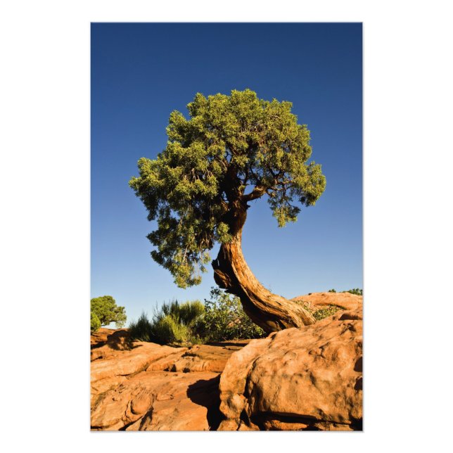Foto Lonesome Cedar, Parque Estadual Deadhorse Point, (Frente)