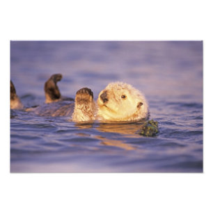 Foto Lontras Marinhas, Enhydra lutris