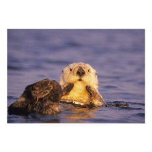Foto Lontras Marinhas, Enhydra lutris