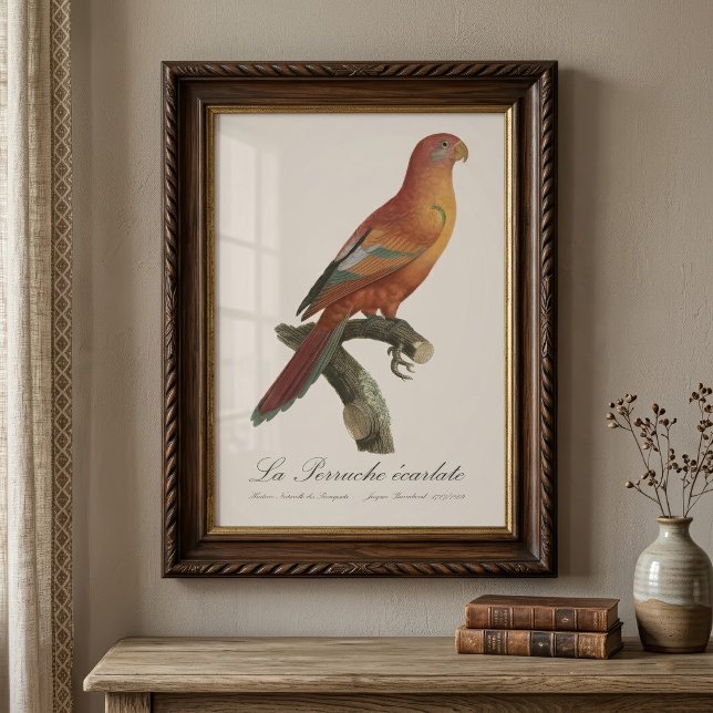Foto Lóri-de-bornéu, Trichoglossus borneus (Red Lory or Eos Bornea, Trichoglossus borneus. Photo Print)
