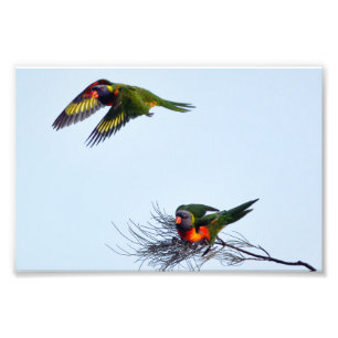 Foto Lorikeet Parrots Austrália voadora colorida