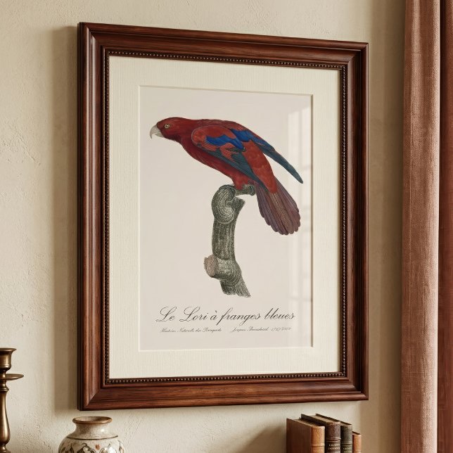 Foto Lório-de-cauda-vermelha, Trichoglossus borneus (Long-Tailed Red Lory, Trichoglossus borneus. Photo Print)